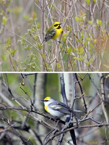 Fertile hybrids of the golden-wings, the Lawrence’s warbler, upper image, and Brewster’s warbler, lower