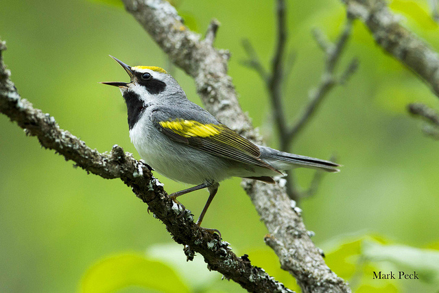 A golden-winged warbler singing his “bee, bzz, bzz” song in Ontario