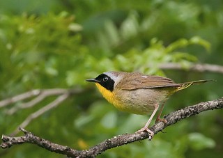 A common yellowthroat in Chester County, Pennsylvania