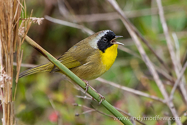 Common yellowthroat male singing
