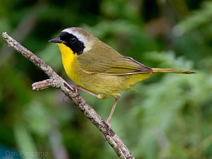 Common yellowthroat male