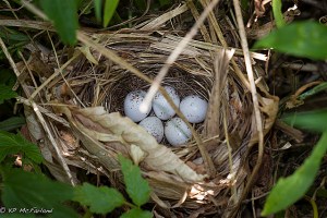 A common yellowthroat nest