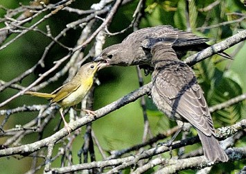 A common yellowthroat female feeding a brown-headed cowbird fledgling