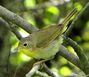 A female common yellowthroat