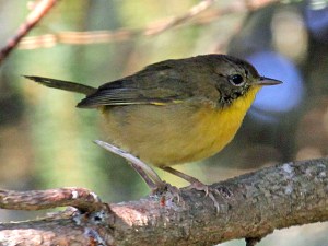 A juvenile male common yellowthroat, which learns its calls by listening to adult males