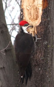 Another pileated male excavating a nest hole