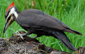 A female pileated on a log probing for ants with her long tongue