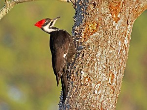 A female pileated on an ash tree in North Carolina