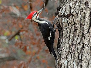 A male pileated woodpecker feeding on a tree