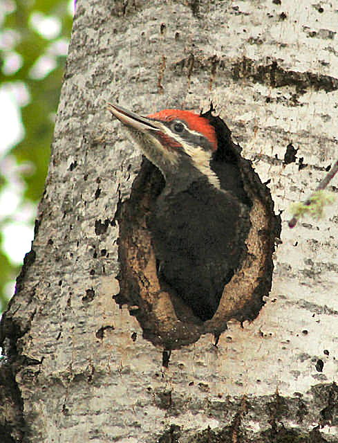 Watcher at the&nbsp;Nest
