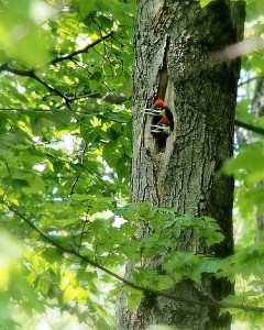 Pileated chicks looking out of a nest cavity in Margaret’s Woods