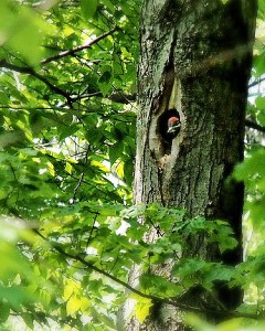 Rachel and Dave saw a young pileated peering out of a hole in Margaret’s Woods, May 2012