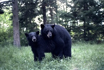 Bears mating
