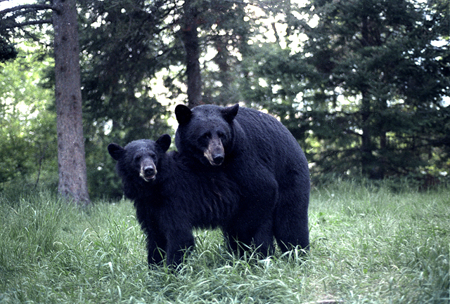 Living with Bears&nbsp;Redux