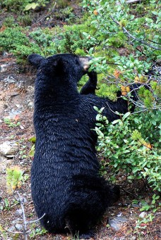A black bear eating huckleberries