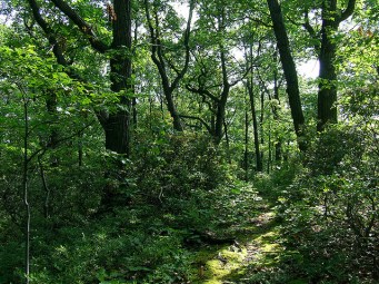 The Laurel Ridge Trail of Plummer’s Hollow, a good place to see bears