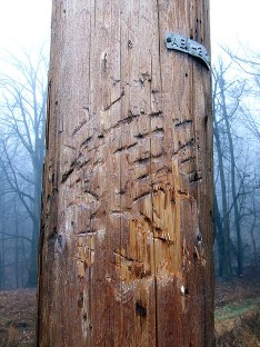 Powerline pole on the ridgetop marked by bears (Photo by Dave Bonta)