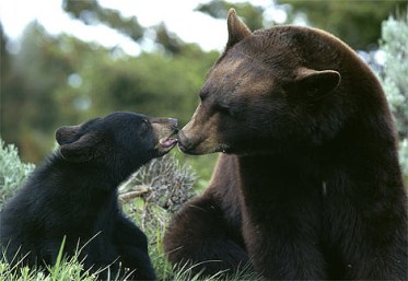 A bear mother with her yearling cub