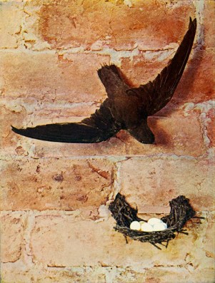 A chimney swift gripping the wall of a chimney above its nest