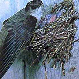 An adult chimney swift feeding its nestlings