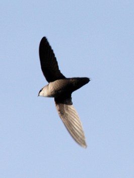 A chimney swift flying overhead