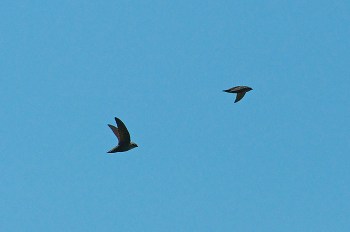 A pair of chimney swifts flying over a park in Miami