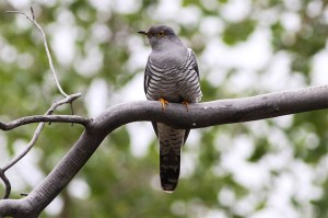 A common cuckoo