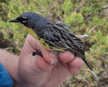 A Kirtland’s warbler with a geolocator mounted on its rump