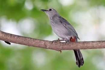 A gray catbird in Washington, D.C.
