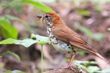 A wood thrush on its breeding ground in Chester County, PA, June 20, 2010