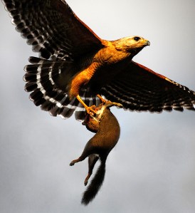 A red-shouldered hawk carrying a squirrel to its young 