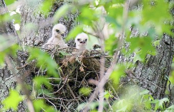 Red-shouldered hawk chicks in a nest 