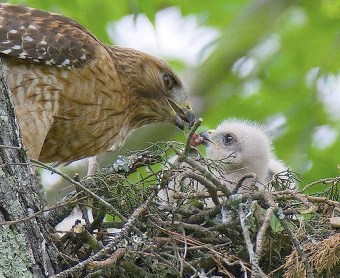 A red-shouldered hawk feeding its baby 