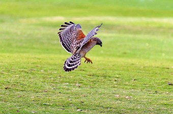 A red-shouldered hawk hunting 