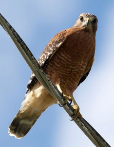 A red-shouldered hawk looking down from cables directly overhead 