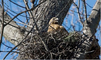 A red-shouldered hawk on a nest 