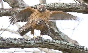 Red-shouldered hawks mating 