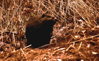 A beaver near our house in Plummer’s Hollow, February 2000 (Photo by Bruce Bonta)
