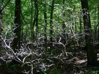 Dead mountain laurel in Plummer’s Hollow (Photo by Dave Bonta on Flickr)