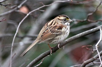 An immature white-throated sparrow