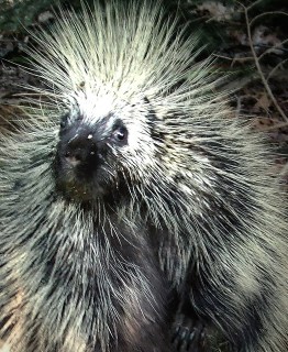 Close-up of a porcupine (Photo by Dave Bonta on Flickr) 