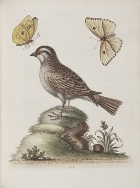 “The White Throated Sparrow, from Pensiluania, and the Yellow Butterfly, from Carrolina,” plate 304 in Gleanings of Natural History (1758) by George Edwards (In the public domain)