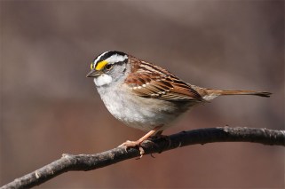 A white-throated sparrow in Quebec