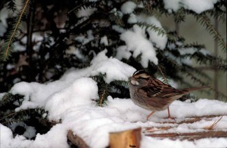 A white-throated sparrow in the snow