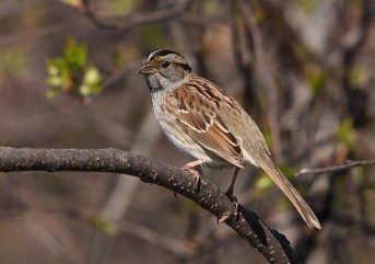 A brown and tan striped morph of a white-throated sparrow