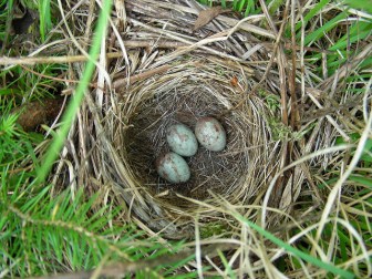 A white-throated sparrow nest with eggs