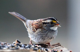 A white-throated sparrow on a bird feeding platform