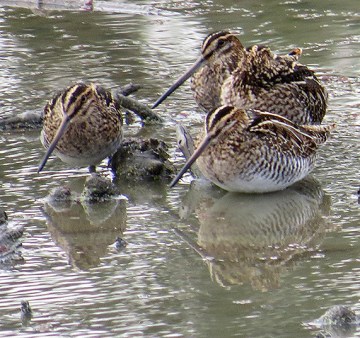 A group of snipes in a pond 