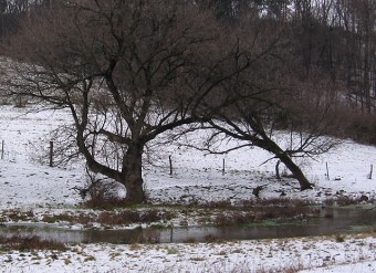 The spot in the stream across from the Little Country Store where we saw the snipes 