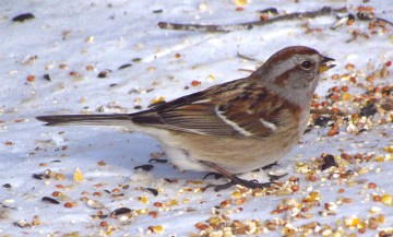 An American tree sparrow